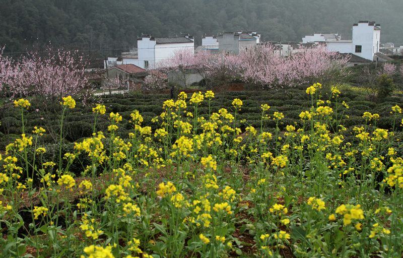 醉美婺源（3月14號）