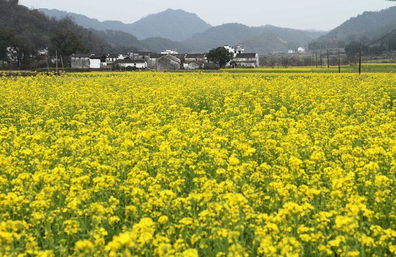 醉美婺源（3月14號）